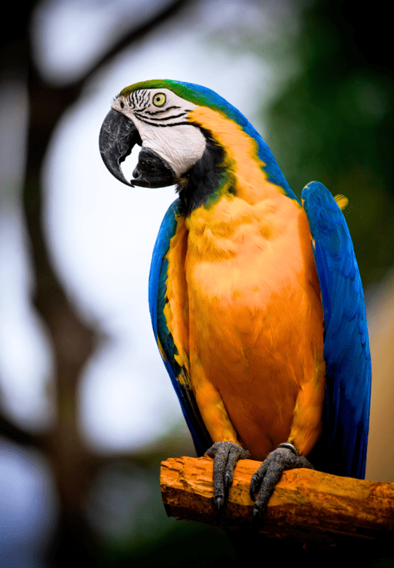 Observacion de aves yellow macaw