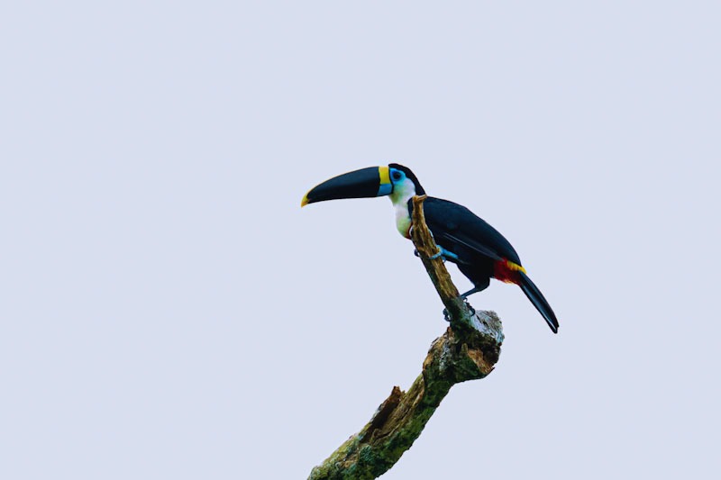 observación de aves en peru tucan