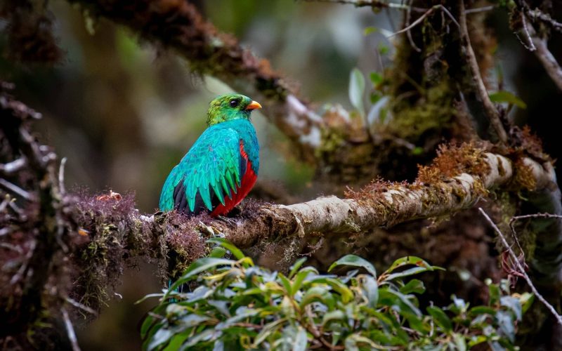 Golden-headed-Quetzal