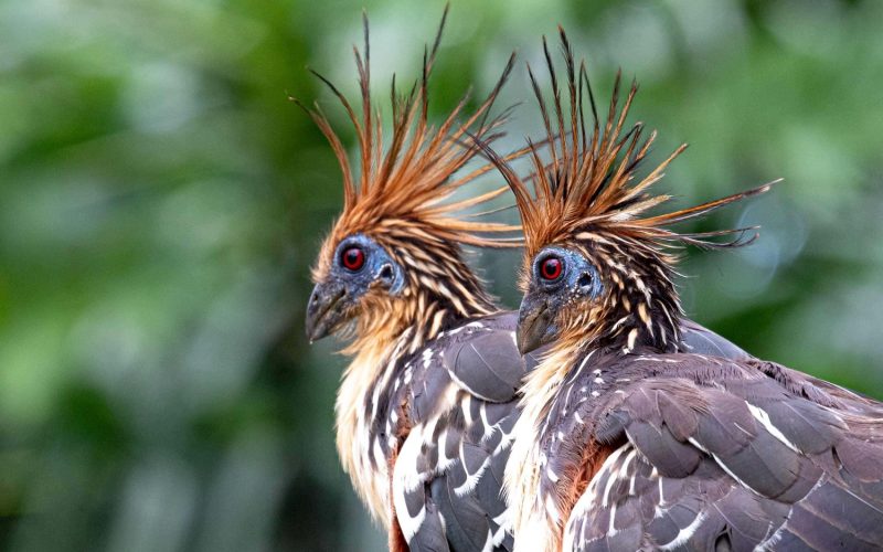 Hoatzin