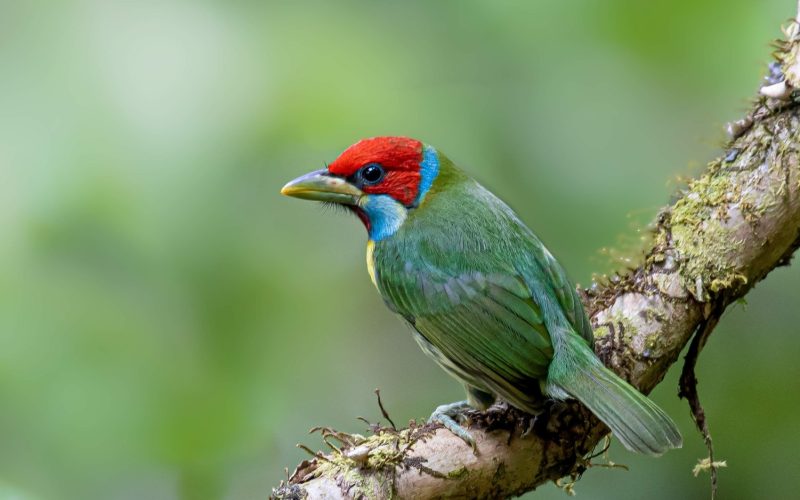 Versicolored-Barbet